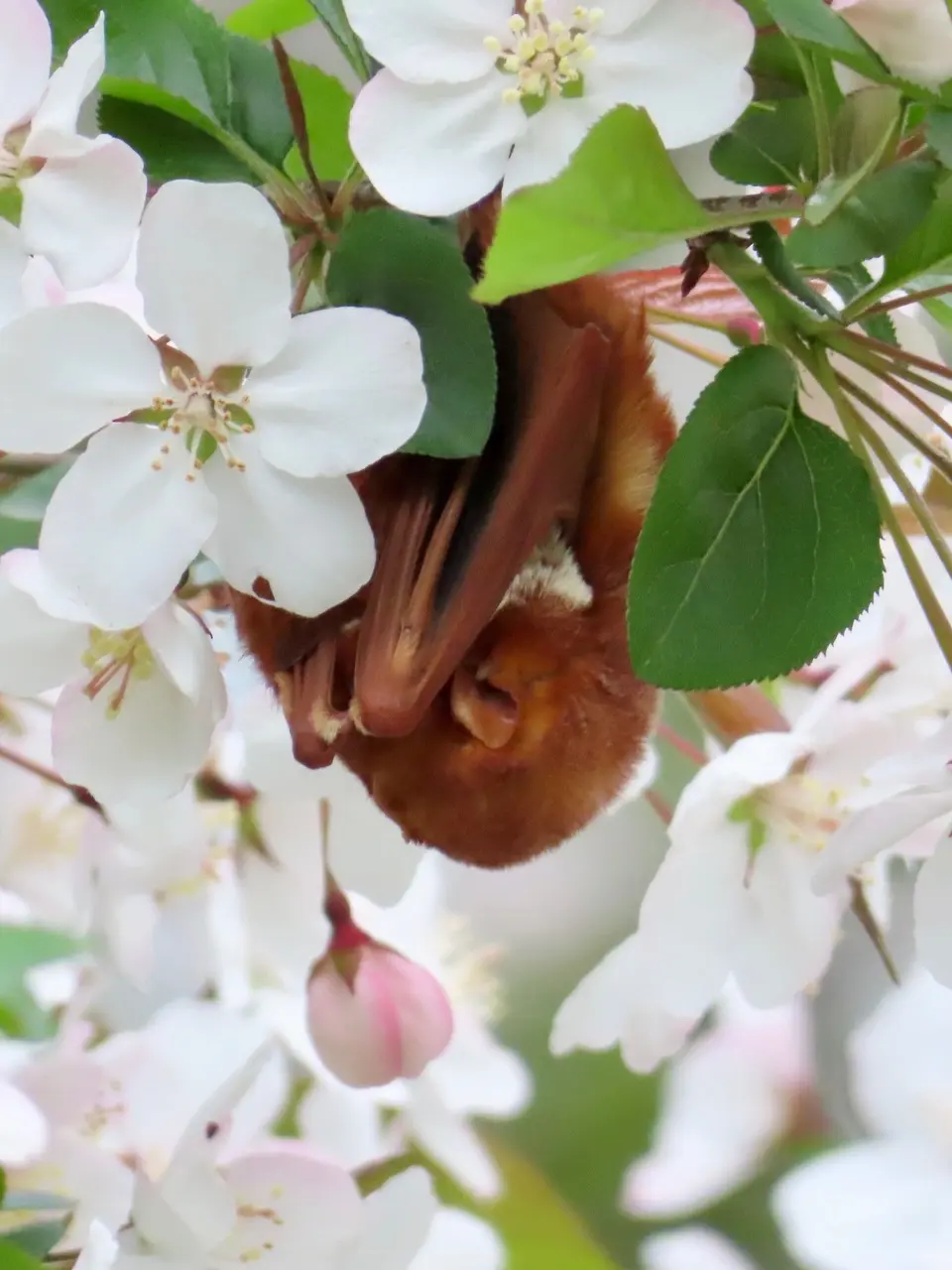 EasternRed_OliverClarke_Bat in Apple Tree Compressed