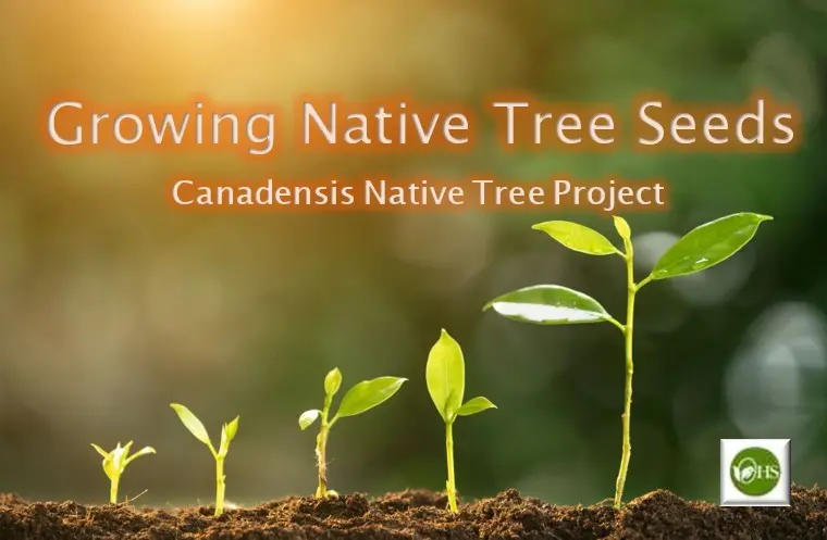 October 27 Seed giveaway - CNTP Compressed